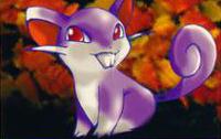 Rattata