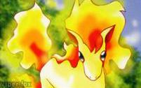 Ponyta