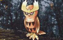 Noctowl