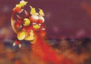 Magmar
