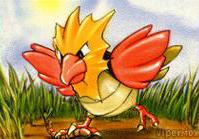 Spearow