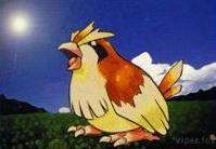 Pidgey
