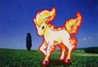 Ponyta