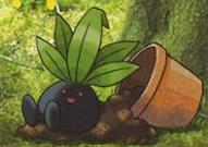 Erika's Oddish