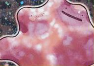 Koga's Ditto