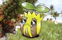 Sunkern