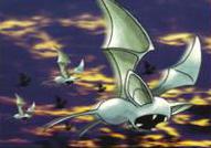 Koga's Zubat