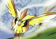 Koga's Pidgey