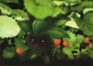 Erika's Oddish